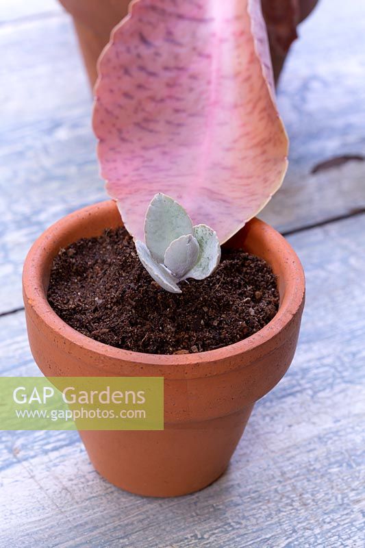 Close up of a Donkey Ears succulent plantlet growing on a leaf tip planted into a small terracotta pot.