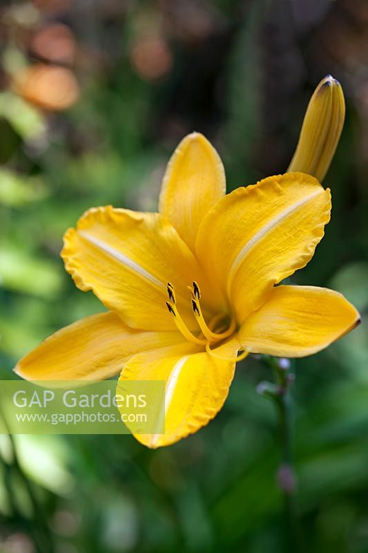 Hemerocallis - Yellow Day Lily 