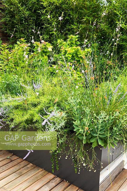 Aluminium raised planters with mixed planting, including Perovskia, periwinkles and Gaura. 