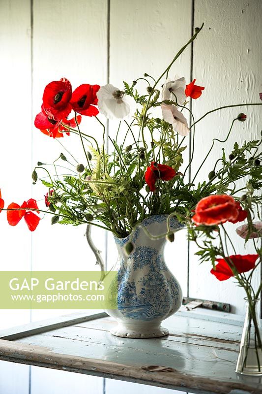Mixed Papaver - Poppy - in jug on shelf: Papaver rhoeas, 'Shirley Multicolor' and 'Mother of Pearl'