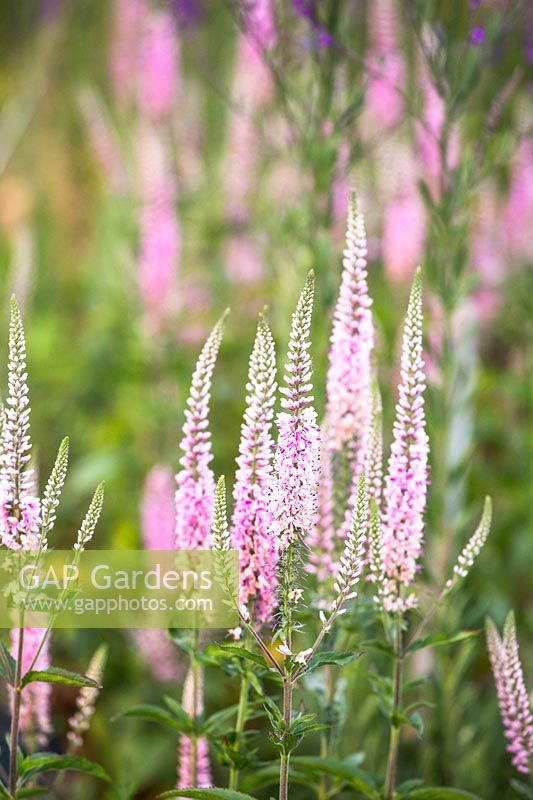 Pink flowering plant grown for cutting 