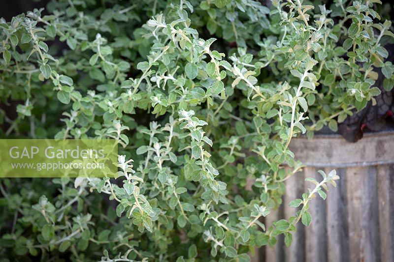 Helichrysum microphyllum syn. Plecostachys serpyllifolia - Dwarf Curry Plant