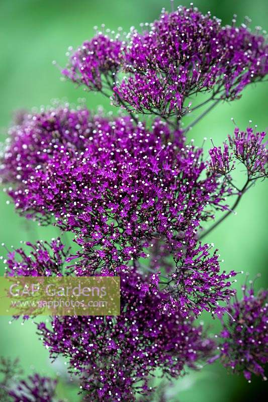 Trachelium caeruleum 'Lake Michigan Purple' - Lake Michigan Series - Throatwort, Lace flower
