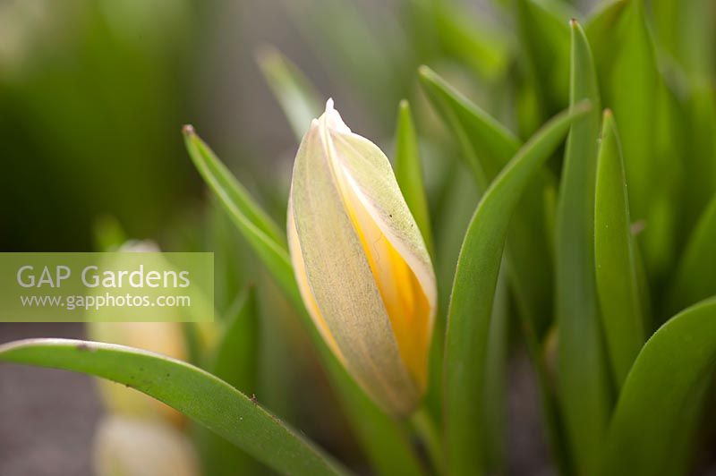 Tulipa 'Tarda' - Species Tulip
