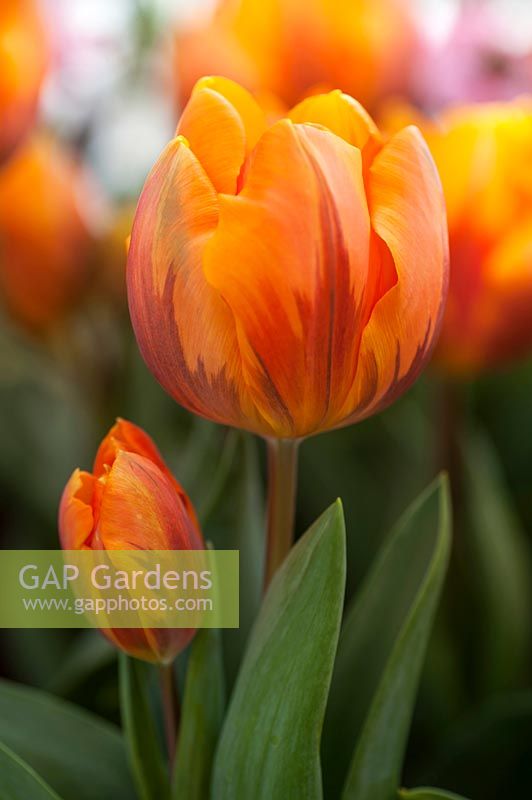 Tulipa 'Prinses Irene'  - Tulip