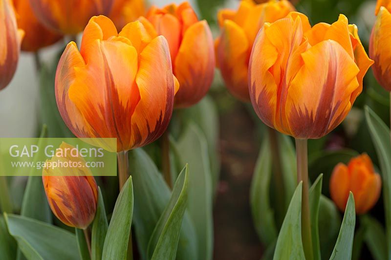 Tulipa 'Prinses Irene' - Tulip
