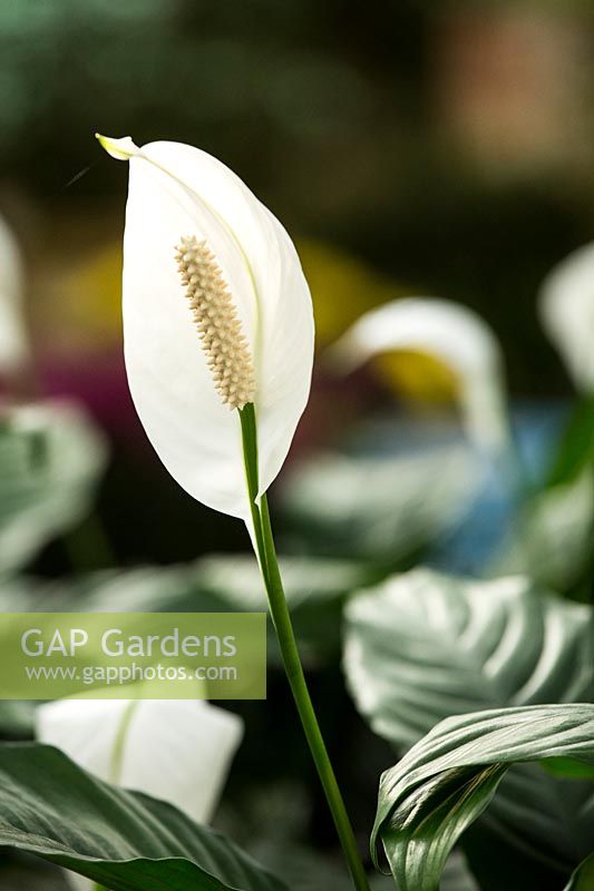 Spathiphyllum 'Martina' - Peace Lily 