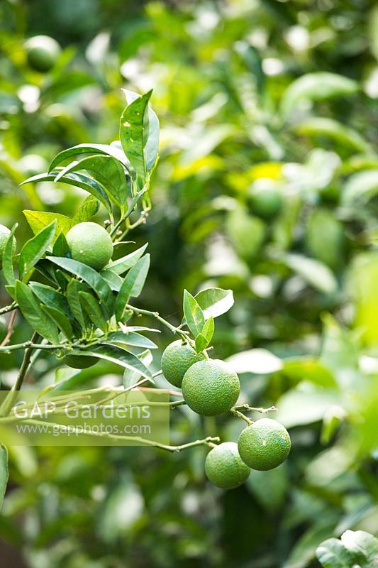 Citrus myrtifolia - Chinotto