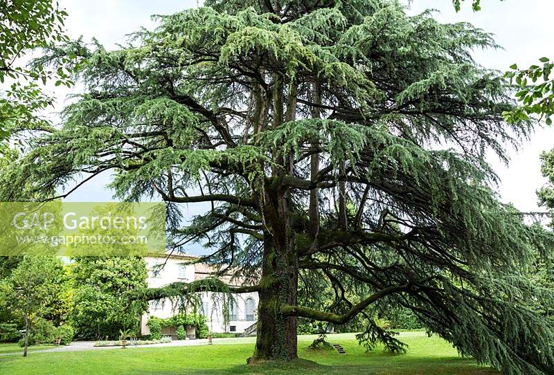 Cedrus libani - Lebanon cedar of approximately three hundred years of age. 