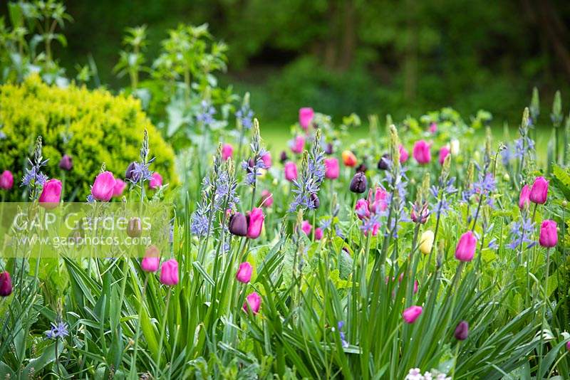 Border with tulips Tulipa 'Barcelona', 'Maureen', 'Queen of Night', Camassia Lechtlinii caerulea in front garden. 