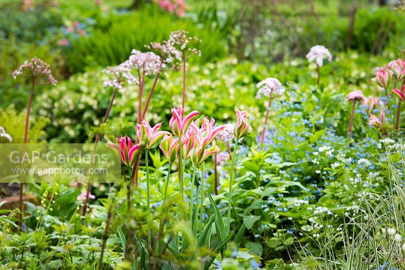 Spring border with Tulipa 'Virichic' - viridiflora tulip, Brunnera macrophylla and Darmera peltata - umbrella plant - Peltiphyllum peltatum