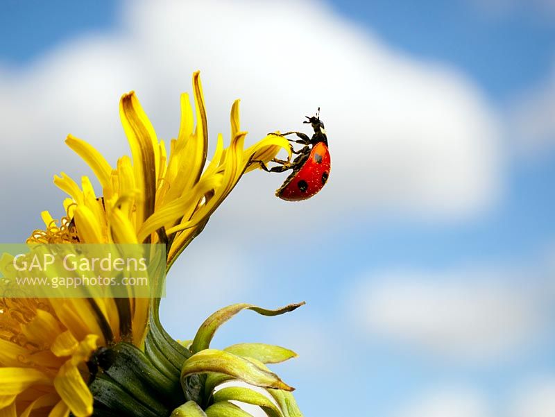 Seven-spot ladybird Coccinella punctata on flower