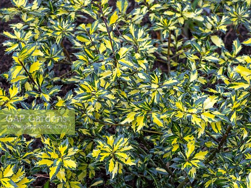 Ilex aquifolium 'Myrtifolia Aurea Maculata' - Holly 'Myrtifolia Aurea Maculata'