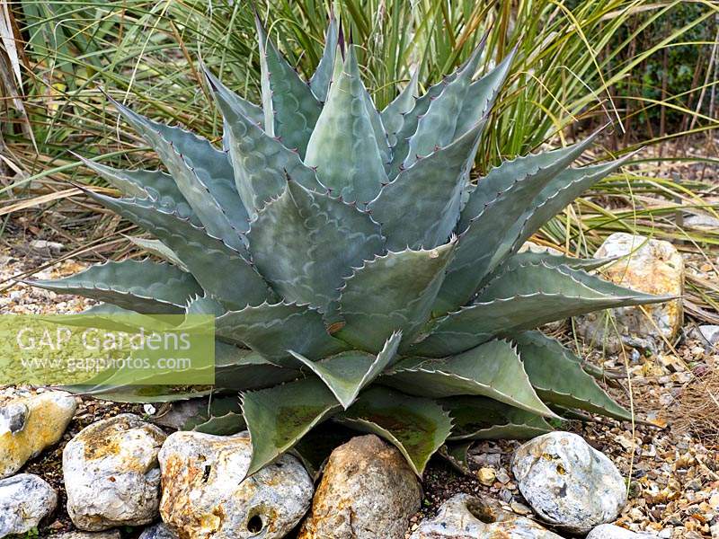 Agave montana 'Baccarat' - Baccarat Hardy Century Plant 