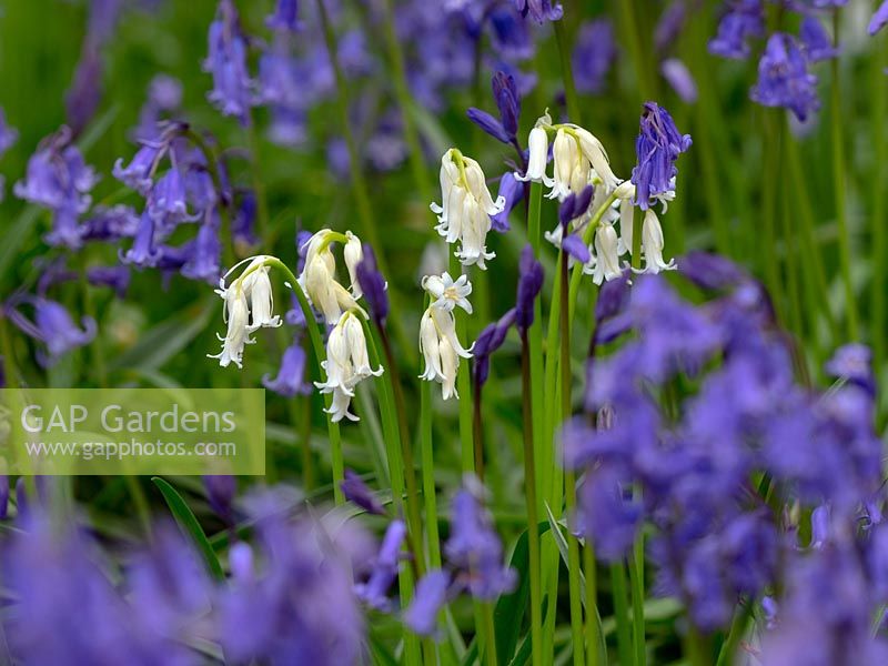 Bluebell Hyacinthoides non-scriptus and white variation 