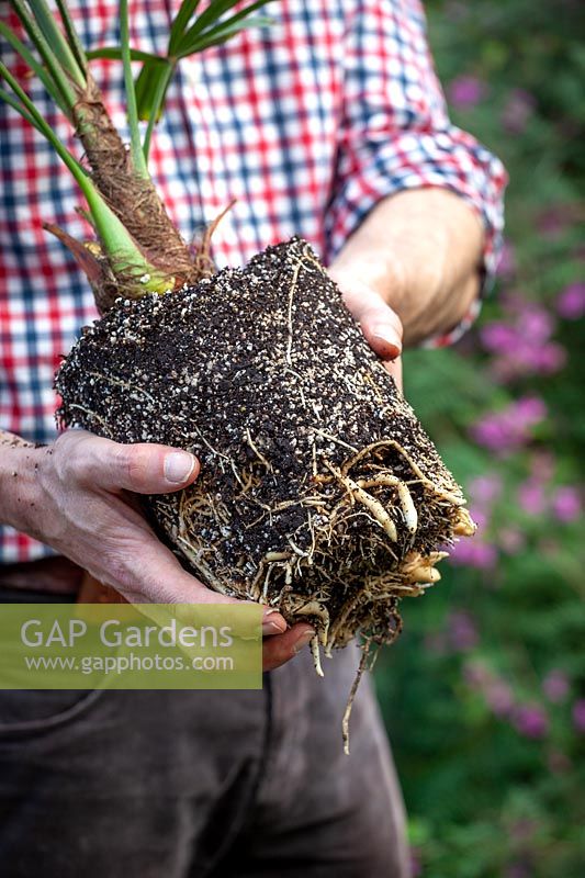 Showing an example of a good strong root system on a container grown plant
