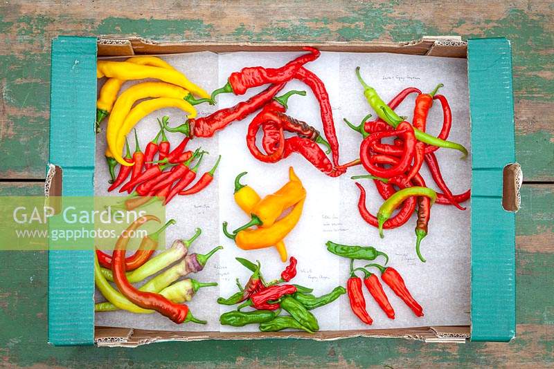 Mixed Chilli Pepper fruit harvested into cardboard boxes, variety names written next to each group
