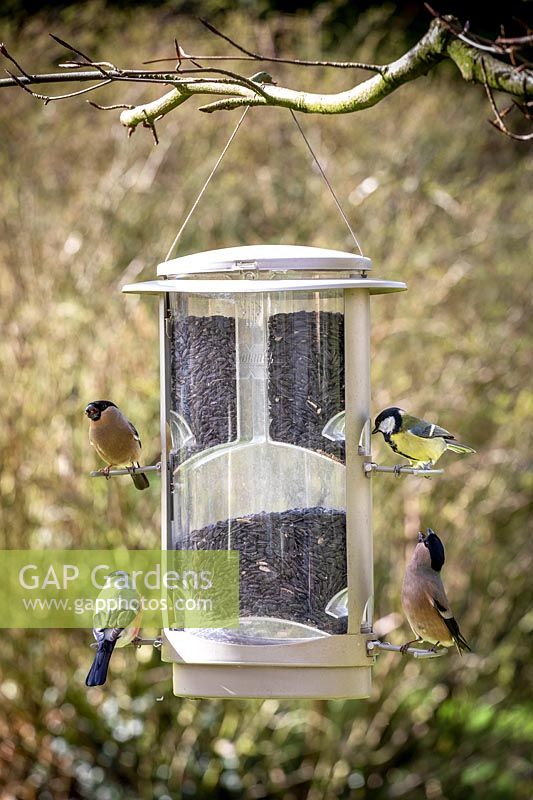 Parus major - Great Tit -  and male and female Pyrrhula pyrrhula - Bullfinch - on a wild bird seed feeder filled with sunflower seeds
