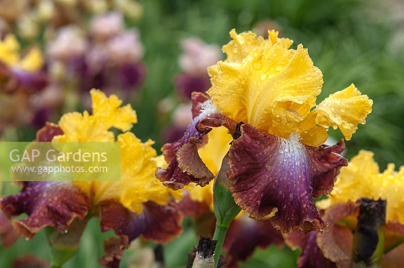 Tall Bearded Iris 'Darcy's Choice' Schreiner, 2007 with rain drops