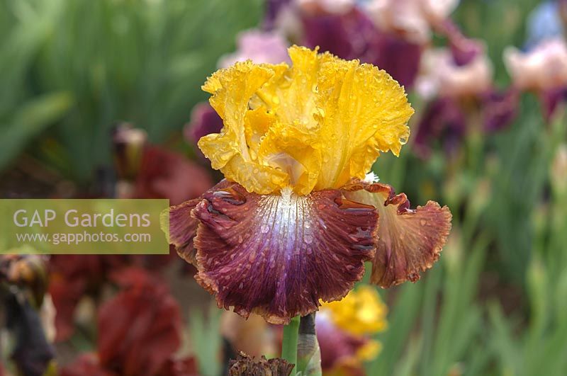 Tall Bearded Iris 'Darcy's Choice' 
