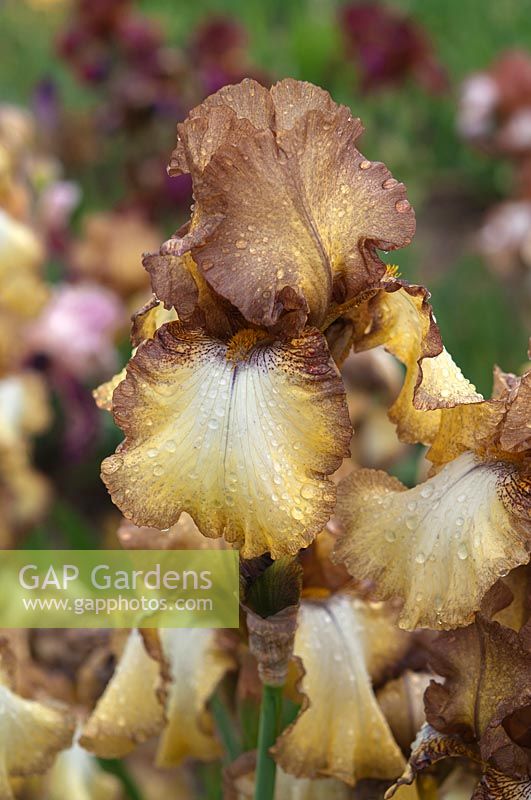 Tall Bearded Iris 'Patina'
