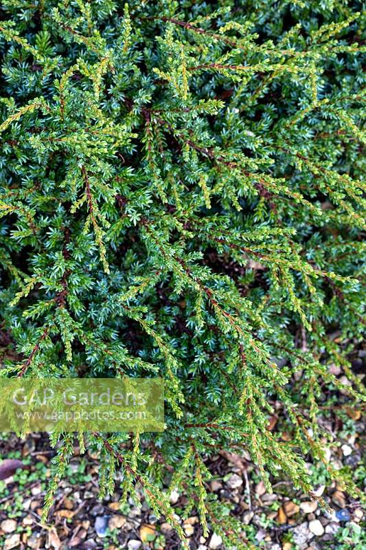 Juniperus communis 'Prostrata Nana' - Prostrate Juniper