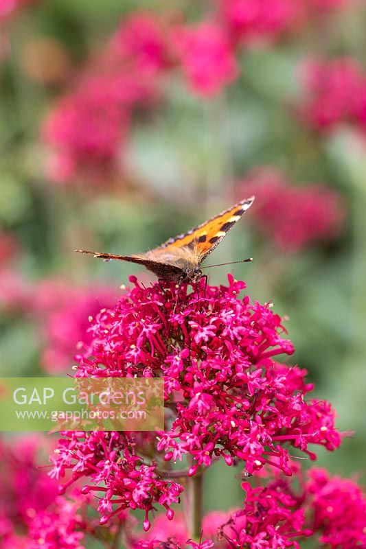 Centranthus ruber 'Coccineus' - Red Valerian - in flower with Small Tortoiseshell butterfly  - Aglais urticae