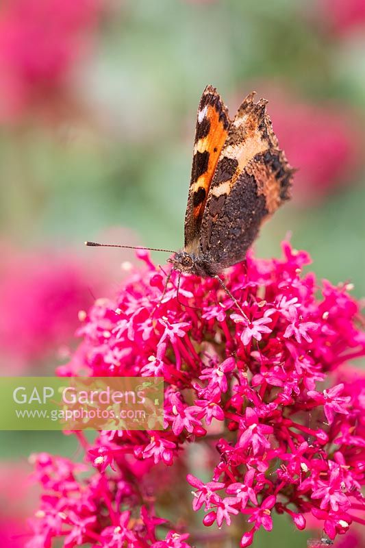 Centranthus ruber 'Coccineus' - Red Valerian - in flower with Small Tortoiseshell butterfly - Aglais urticae