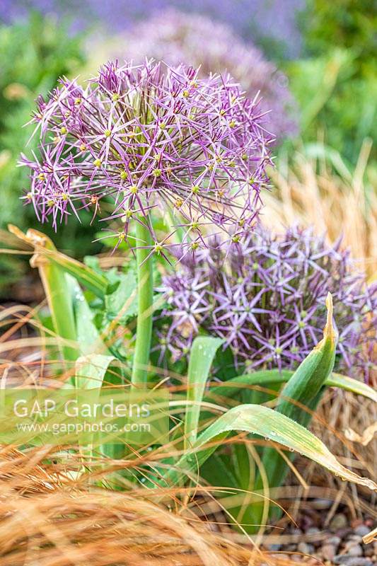 Allium cristophii in bed next to grass-like foliage plant