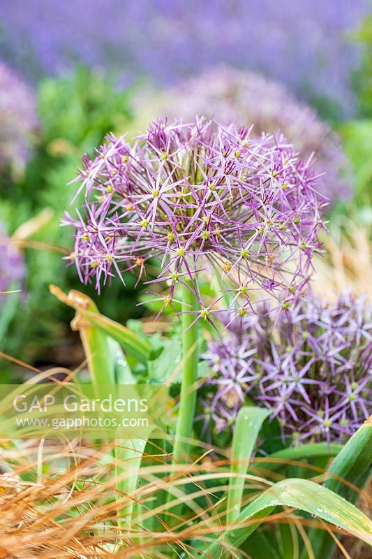 Allium cristophii in bed with grass-like foliage plant