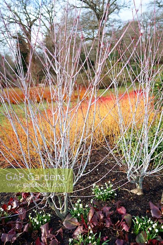 Bare stems of Acer tegmentosum 'Valley Phantom' contrasting with stems of Cornus sanguinea 'Midwinter Fire', with bergenia in foreground.