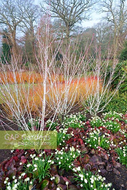 Bare stems of Acer tegmentosum 'Valley Phantom'  with stems of Cornus sanguinea 'Midwinter Fire', with bergenia 'Overture' and Leucojum in foreground                                                                  