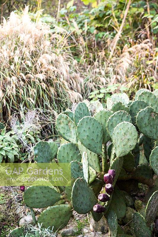 Opuntia - Prickly pear plant 