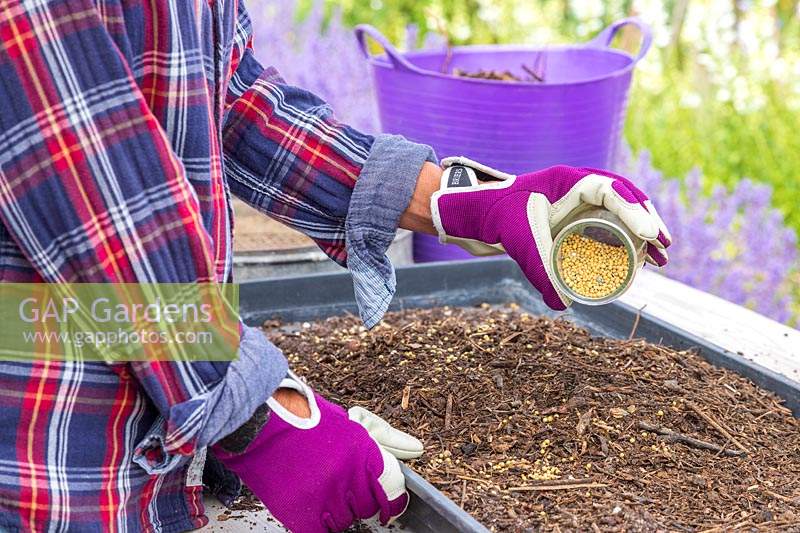 Woman adding slow release fertiliser to compost mix in tray. 