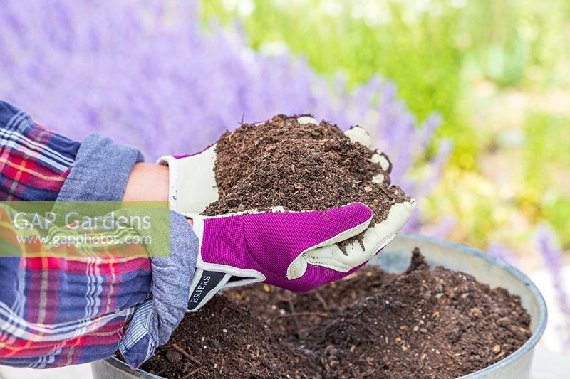 Woman with a handful of rejuvenated compost. 