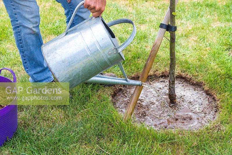 Woman using galvanised metal watering can to water around the base of a tree. 