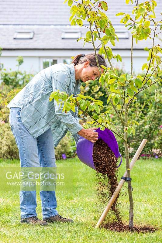 Woman mulching a quince tree 'Vranja' by adding a trug full of bark chippings around the base. 