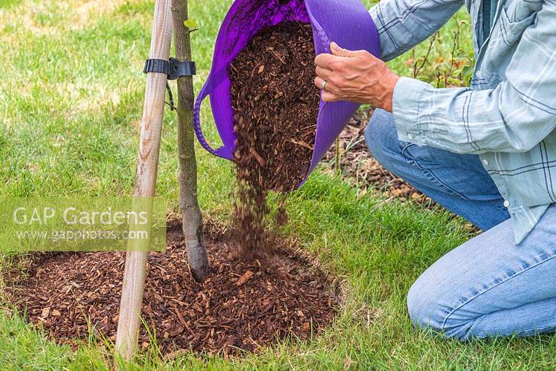 Woman mulching a tree by adding a trug full of bark chippings around the base. 