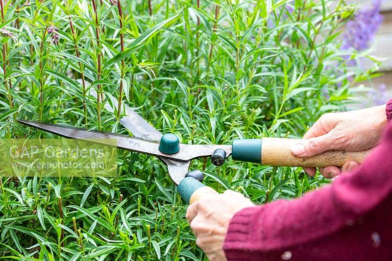 Woman uses hand shears to perform 'Chelsea Chop' on a Penstemon in early summer, to stimulate more growth.