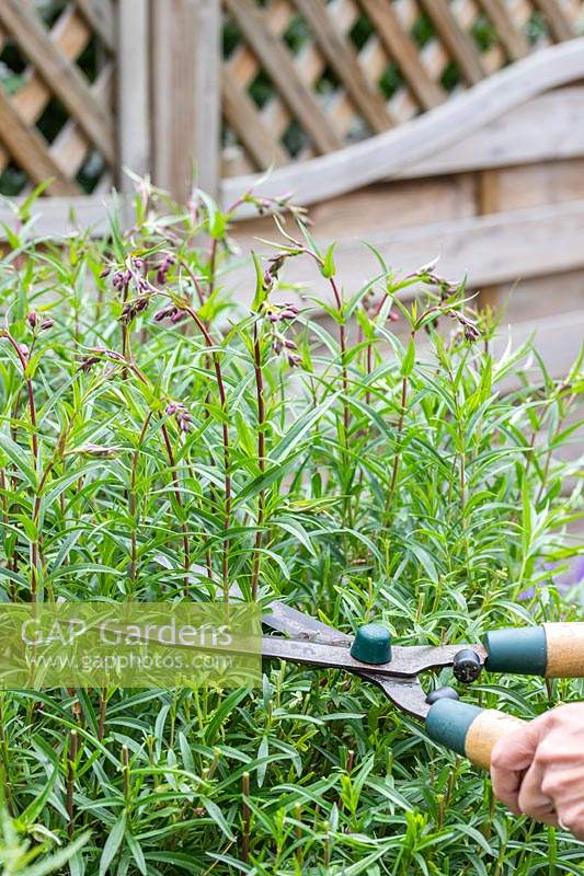 Woman uses hand shears to perform 'Chelsea Chop' on a Penstemon in early summer, to stimulate more growth.