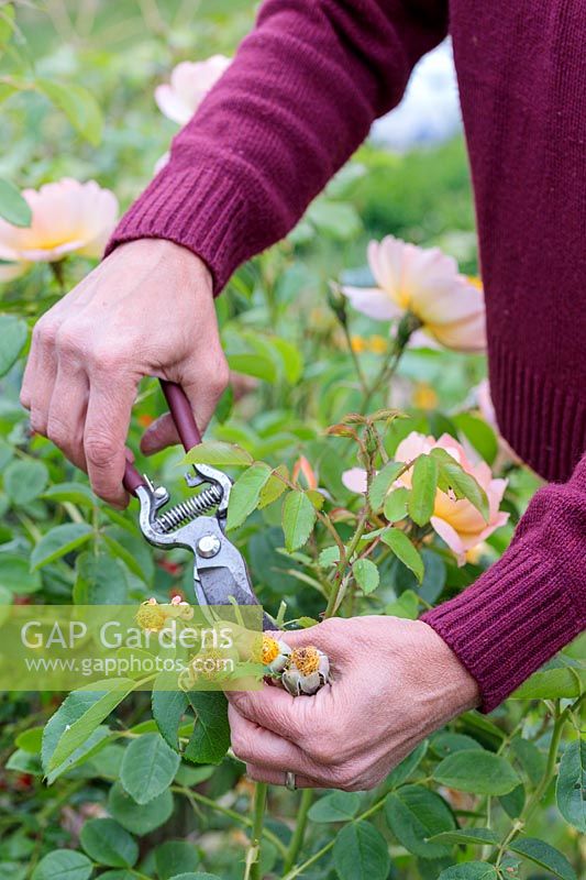 Deadheading a Rosa - Rose - with secateurs