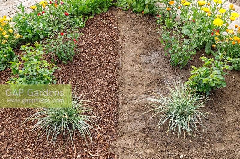 An overview of a bed demonstrating the positive effect of mulching at the start of a trial.
