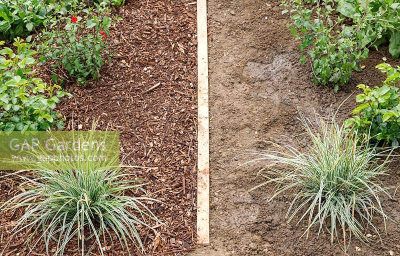 An overview of a bed demonstrating the positive effect of mulching at the start of a trial. 