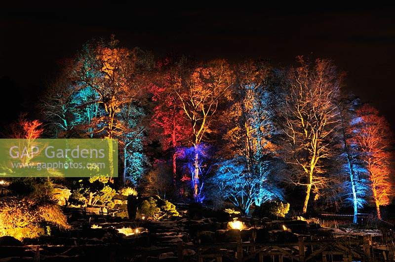 Multicoloured uplighting on trees in The Rock Garden at RHS Wisley Lumiere. 