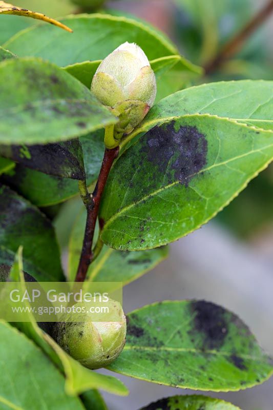 Camellia leaves showing sooty mould problem caused by Scale Insect