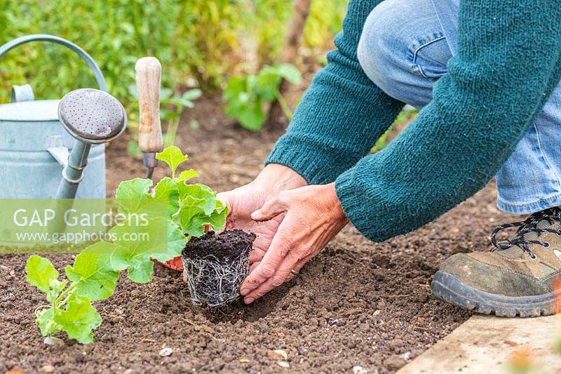 Carefully planting a pot-grown Melon plant into the ground
