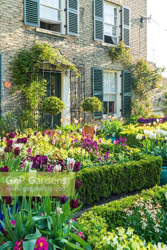 View over beds edged with Buxus - Box - and filled with Erysimum - Wallflower and Tulipa - Tulip to house entrance with climbers over metal porch, topiary in pots 