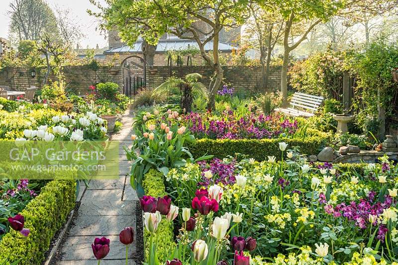 Formal layout with paved path and Buxus- Box - edged beds either side, brick boundary wall with gate and view of trees and buildings beyond. Beds filled with Erysimum - Wallflower - and Tulipa - Tulip in purple, yellow and white theme. Pots of Tulipa - Tulip - such as 'Apricot Beauty' and 'Purissima' in containers on path.