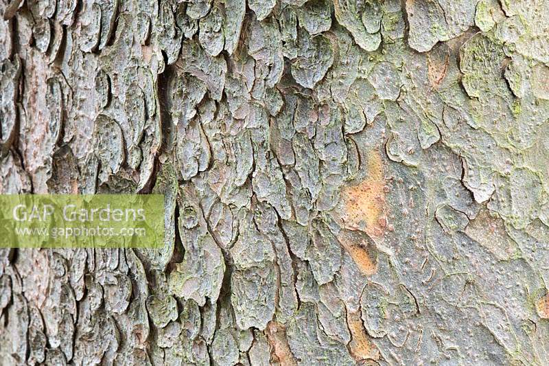 Pinus gerardiana - Chilgoza Pine - detail of bark 