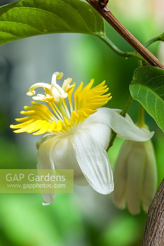 Passiflora sphaerocarpa  - Passion Flower 